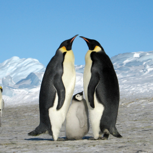 Antarctic Adventure